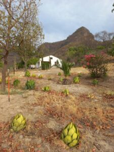 Rancho Mesa de la Hormigas - 2,000 Hectáreas